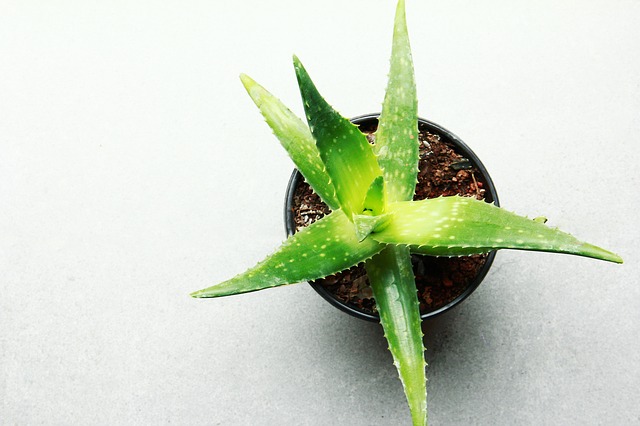 Miracle In Aloe Vera